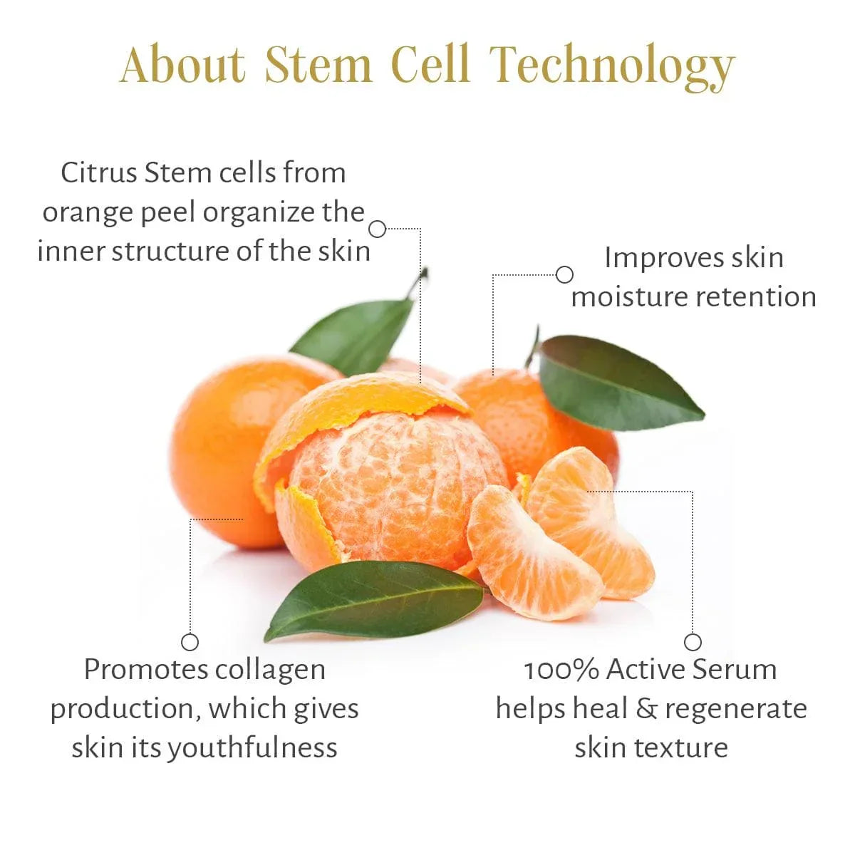 Timeless Restorative Skin Elixir - Shankara